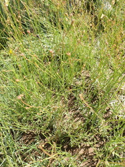 Wahlenbergia undulata