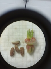 Richardia grandiflora