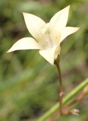 Wahlenbergia undulata