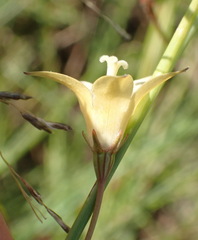 Wahlenbergia undulata