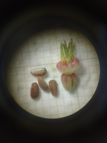 largeflower Mexican clover