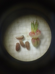 Richardia grandiflora