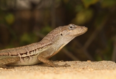 Anolis lineatus