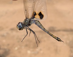 Tramea basilaris