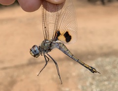 Tramea basilaris