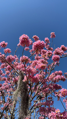 Tabebuia rosea