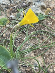 Narcissus bulbocodium