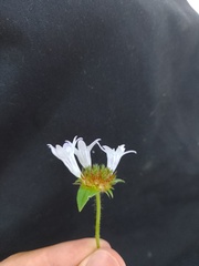 Richardia grandiflora