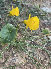 Narcissus bulbocodium