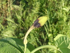 Aristolochia rotunda