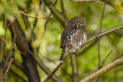 Glaucidium nana