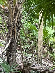 Melanerpes pygmaeus
