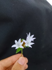 Richardia grandiflora