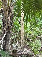 Melanerpes pygmaeus