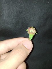 Richardia grandiflora