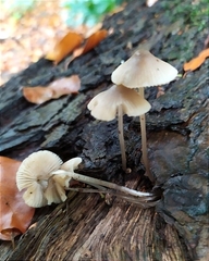 Mycena arcangeliana