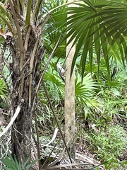 Melanerpes pygmaeus