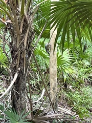 Melanerpes pygmaeus