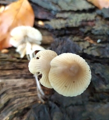 Mycena arcangeliana