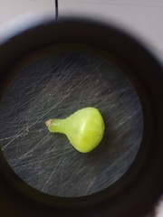 Sarcomphalus joazeiro