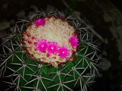 Melocactus violaceus violaceus