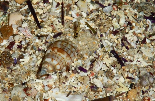 Nassarius particeps