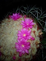 Melocactus violaceus violaceus