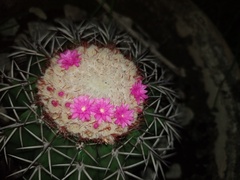 Melocactus violaceus violaceus