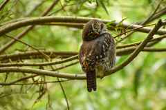 Glaucidium nana