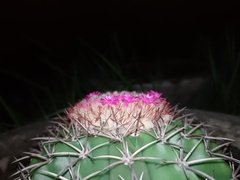 Melocactus violaceus violaceus