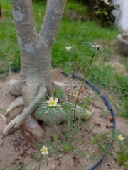 Portulaca elatior