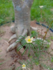 Portulaca elatior