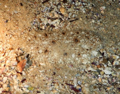 Pardachirus hedleyi
