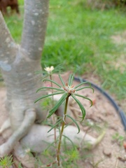 Portulaca elatior
