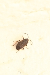 Rhyparochromidae