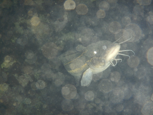 Plotosus lineatus