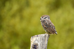 Glaucidium nana