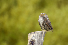 Glaucidium nana