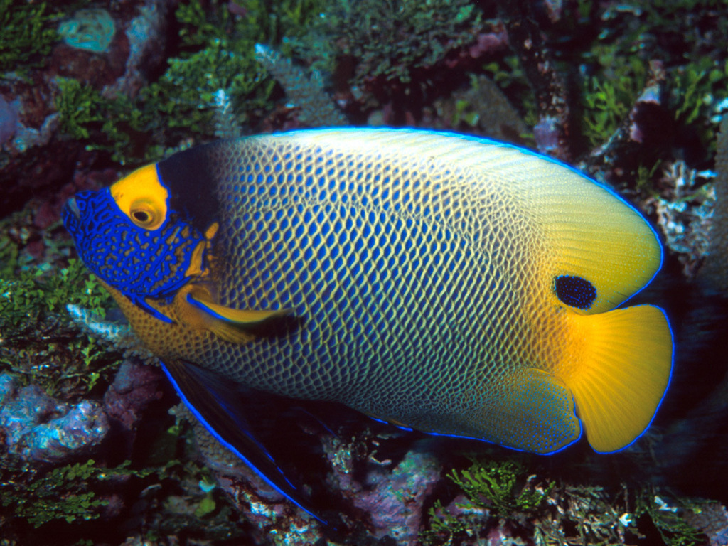 Bluefaced Angelfish