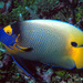 Blueface Angelfish - Photo (c) uwkwaj, some rights reserved (CC BY-NC), uploaded by uwkwaj