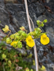 Calceolaria tenella