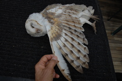 Tyto alba delicatula