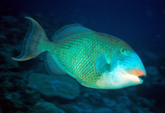 Pseudobalistes flavimarginatus