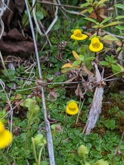 Calceolaria tenella