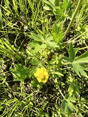Ranunculus californicus