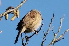 Prunella modularis occidentalis
