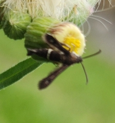 Sesiidae