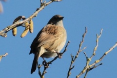 Prunella modularis occidentalis