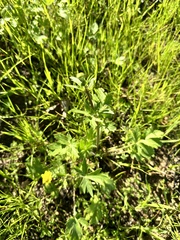 Ranunculus californicus