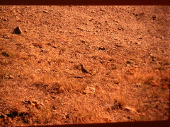 Charadrius morinellus